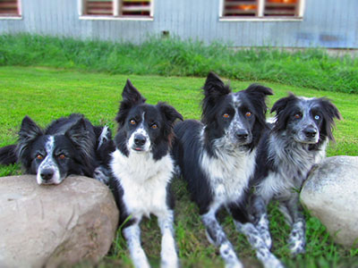 border collie meute obéissance 