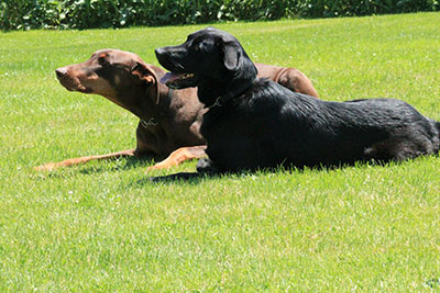 dressage plusieurs chiens