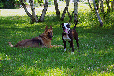 chien berger allemand et pitt bull obéissance, dressage