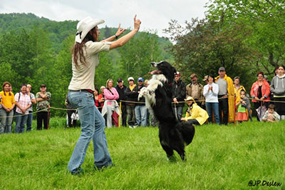 spectacle freestyle canin estrie