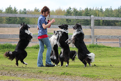 freestyle canin magog