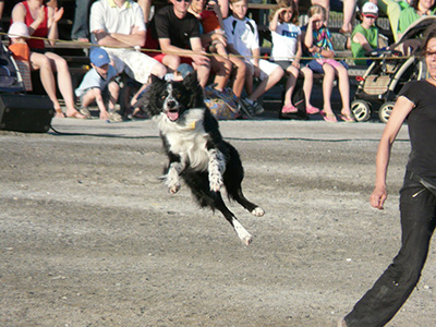 spectacle freestyle canin junior