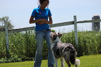 focus - chien dressage