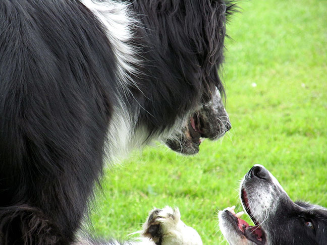 Phychologie canine, éthologie