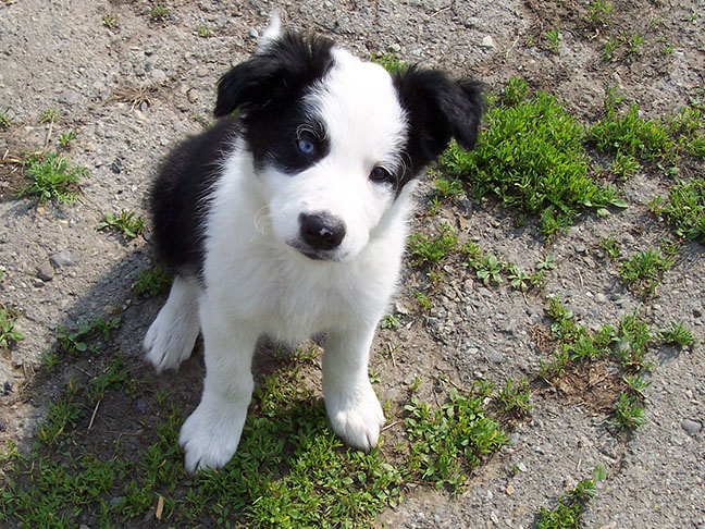 Phychologie canine, le chiot