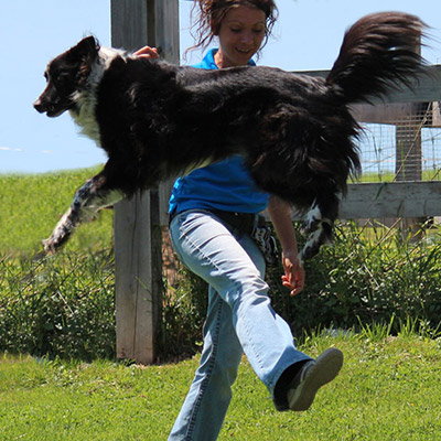 COURS DE FREESTYLE - chien border collie sautant par dessus la jambe de son entraineur canin