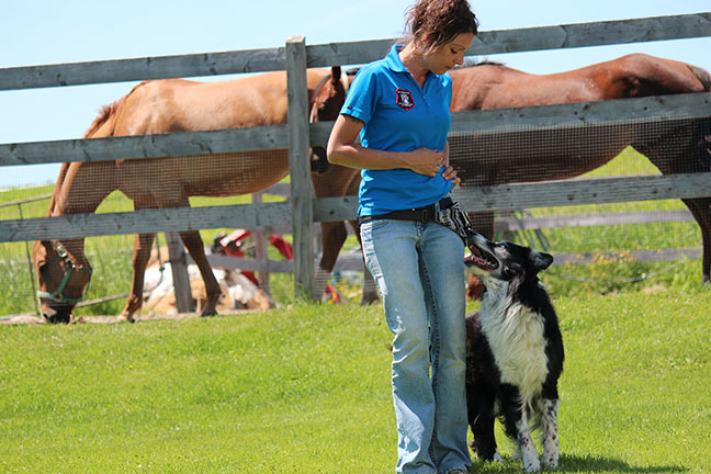 renforcement positif, obéissance, dressage chien