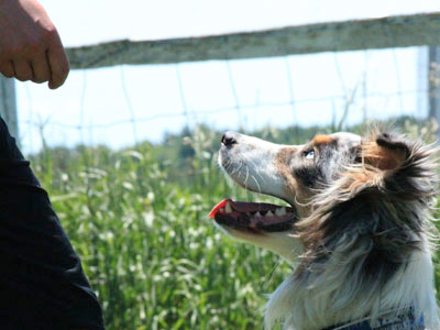 dressage chien berger