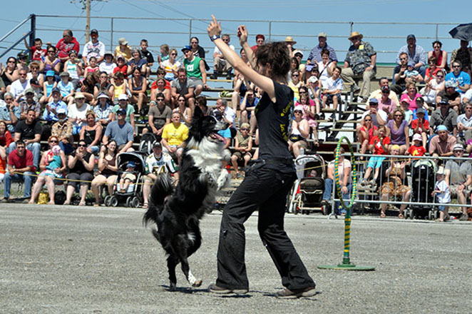 Spectacles de Freestyle canin