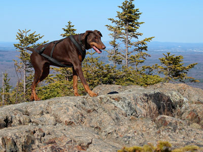 canicross - doberman au sommet