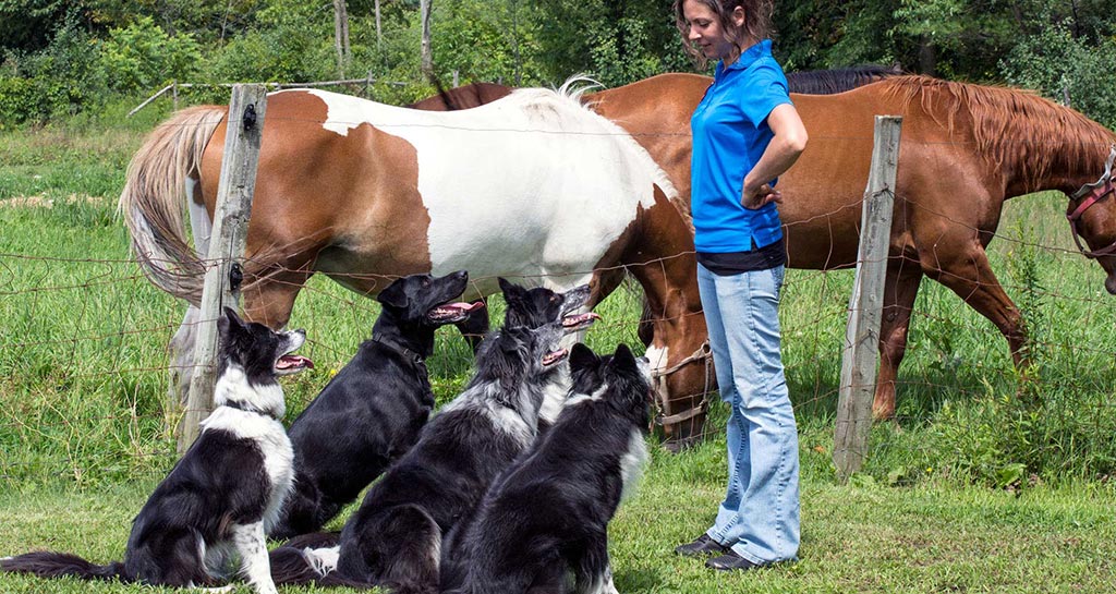 EXPERTISE PROFESSIONNELLE - 5 chiens attentif à l'entraineur sur une ferme