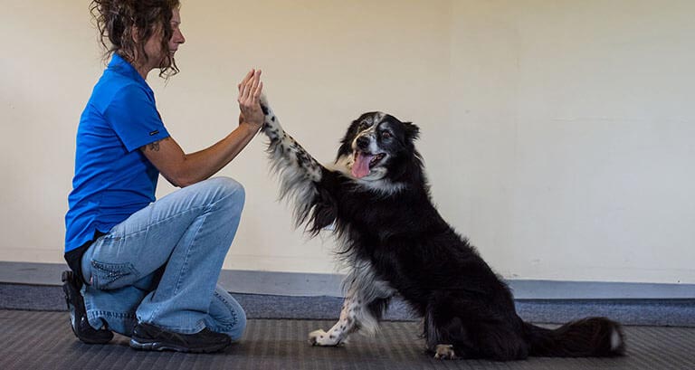 ÉDUCATION CANINE PROGRESSIVE